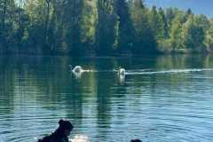 Alten-Rhein-Putzata-2026-036