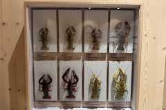 Fischereizentrum-Steinach-2026-019