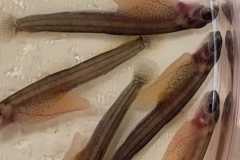 Fischereizentrum-Steinach-2026-029