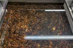 Fischereizentrum-Steinach-2026-033