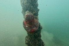 ladies-dive-2026-021