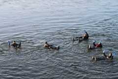 Neujahrsschwimmen-2026-072