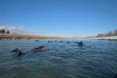 Neujahrsschwimmen-2026-087