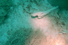 2022_Plansee_016