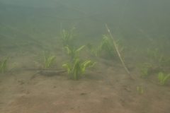 2022_TGW_meets_Frogs_007