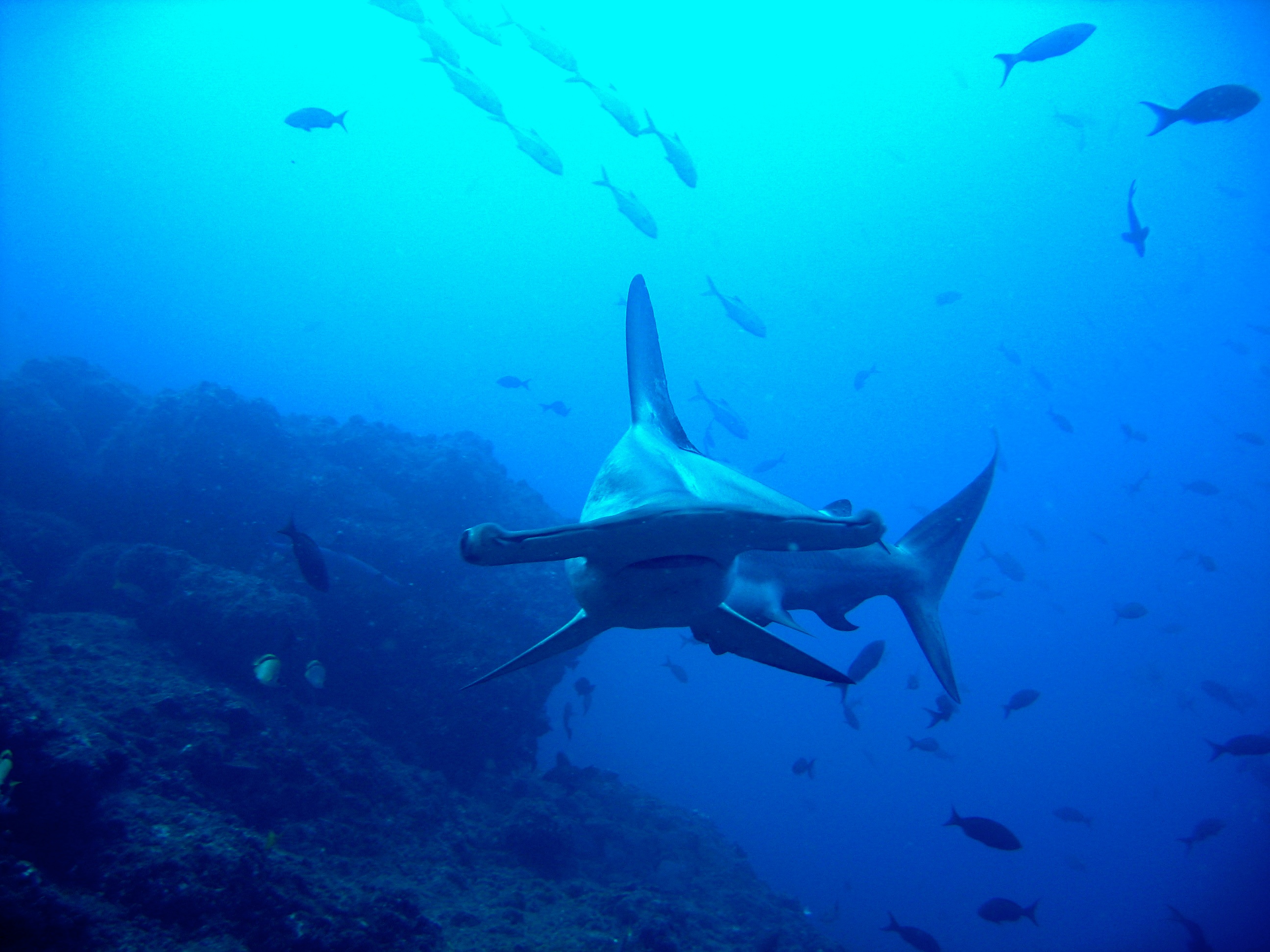 Cocos Island 2007Costa Rica HammerhaiHammerhead SharkShark