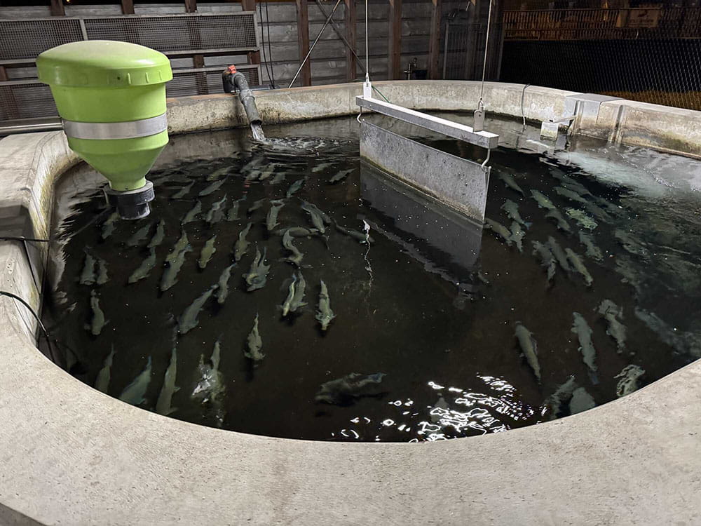 Fischereizentrum-Steinach