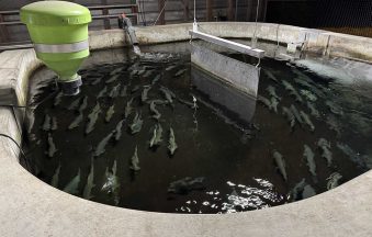 Fischereizentrum-Steinach